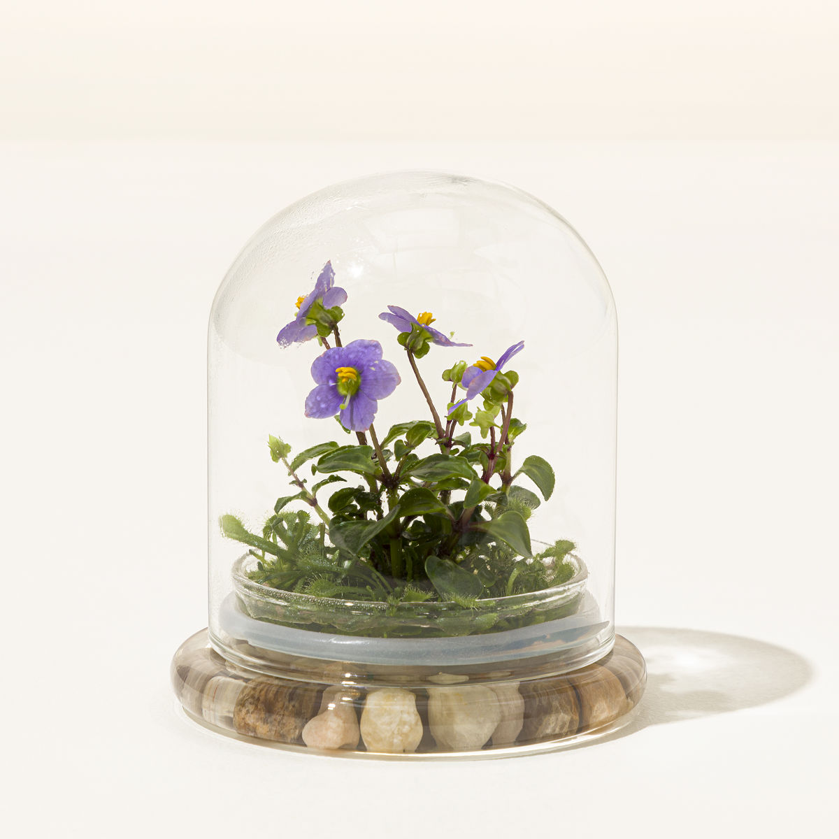 Fairytale Glass Encased Live Persian Violet | Violet