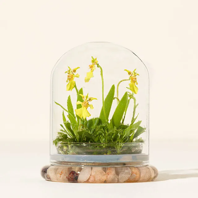Uncommon Goods | Fairytale Glass Encased Live Orchid