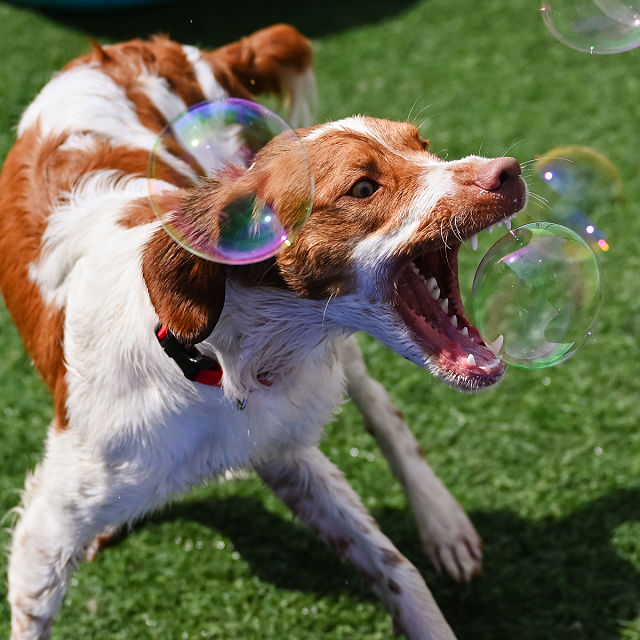 Peanut Butter Puppy Bubbles - Set of 2