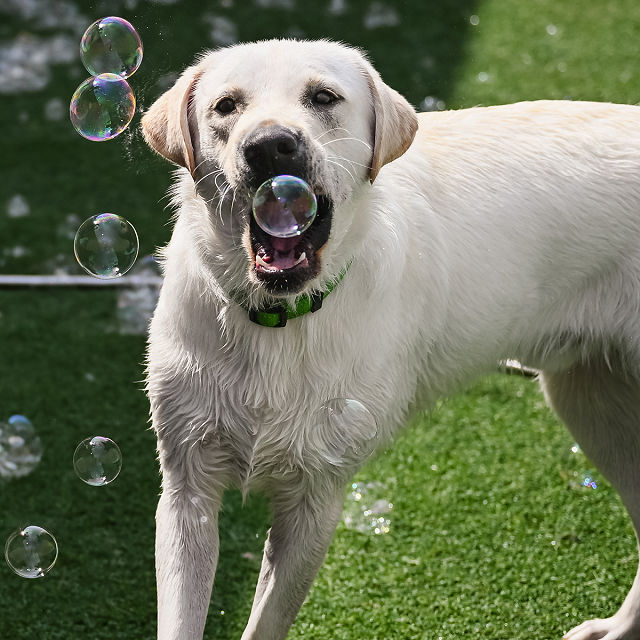 Peanut Butter Puppy Bubbles - Set of 2