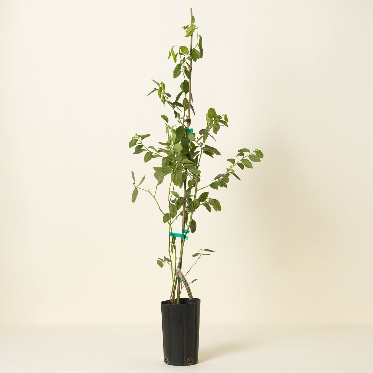 Snowchaser Blueberry Bush - Snowchaser Blueberry Bush with Heat Pack