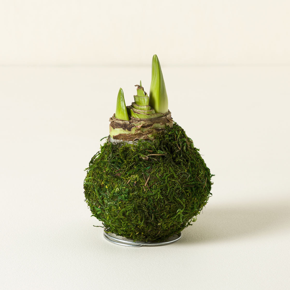 Artisan Waxed Amaryllis Bulb - Red Lion Amaryllis With Green Moss