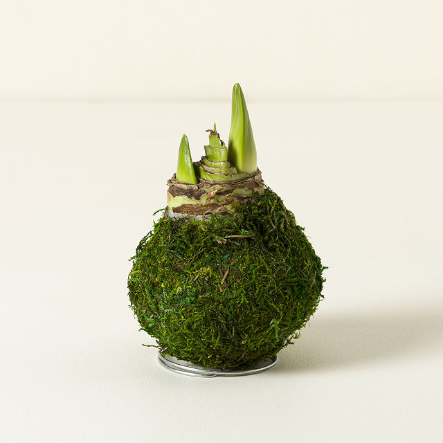 Artisan Waxed Amaryllis Bulb