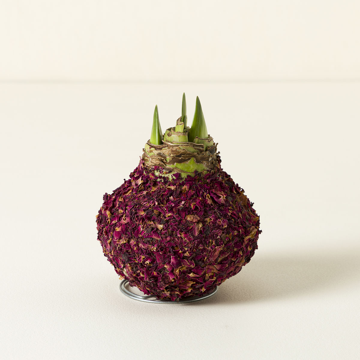 Artisan Waxed Amaryllis Bulb - Red Revelation Amaryllis With Rose Petals