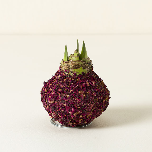 Artisan Waxed Amaryllis Bulb