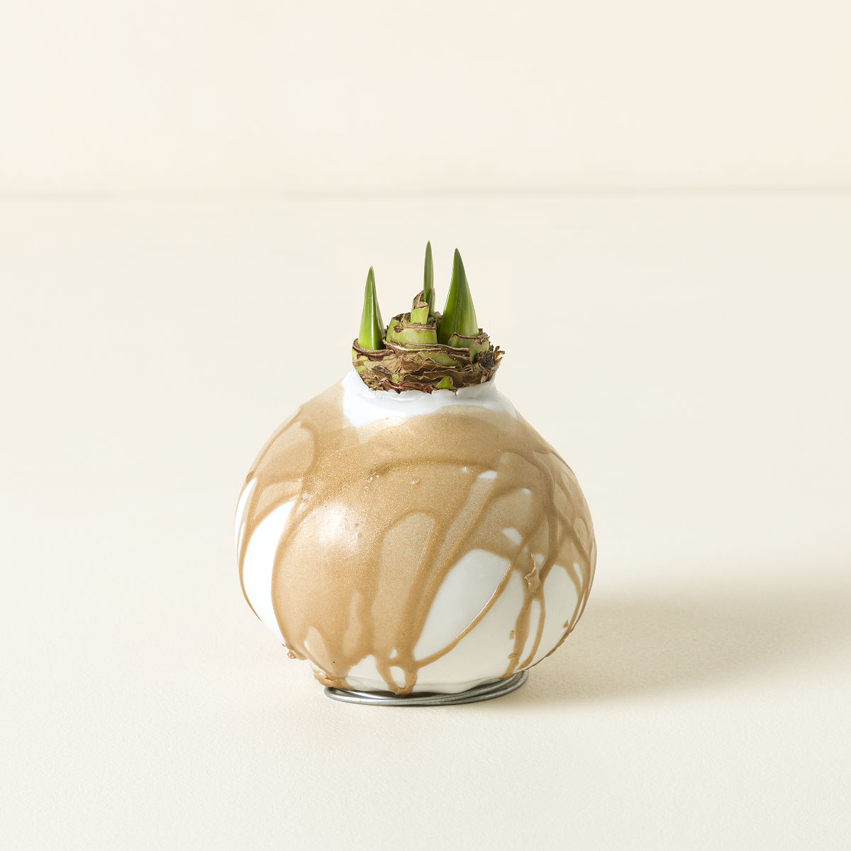 Artisan Waxed Amaryllis Bulb - White Denver Amaryllis With Artisan Gold Wax