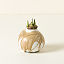 Artisan Waxed Amaryllis Bulb thumbnail 4
