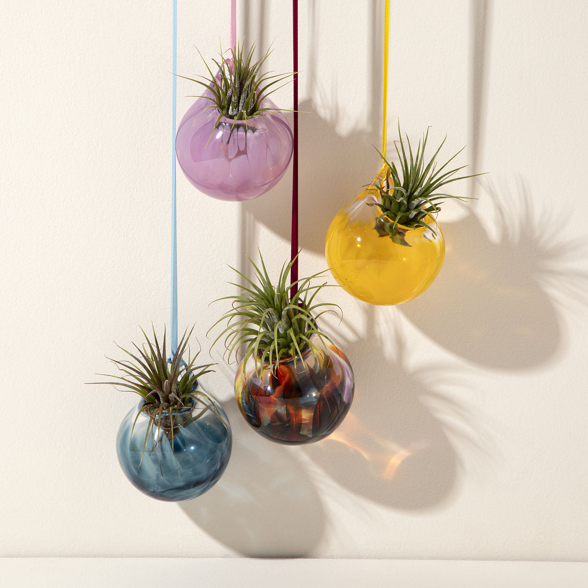 Bubble Vase Air Planter | Air plant