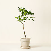 Meyer Lemon Tree