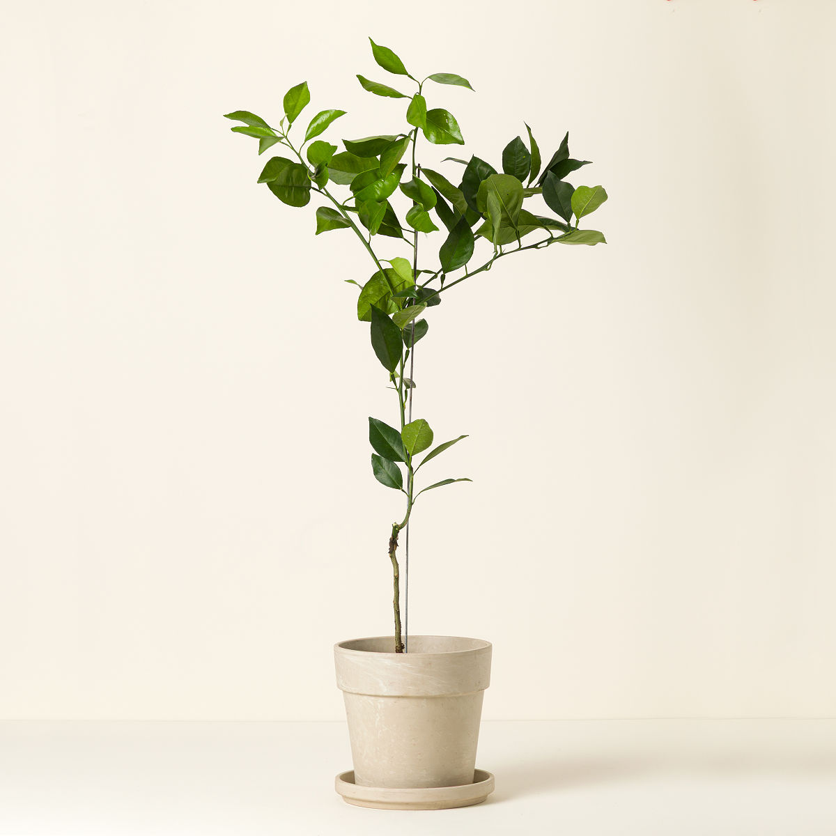 Blood Orange Tree | blood orange tree