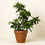 Grow Anywhere Red Lime Tree thumbnail 1