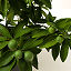 Grow Anywhere Red Lime Tree thumbnail 2