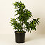 Grow Anywhere Red Lime Tree thumbnail 3