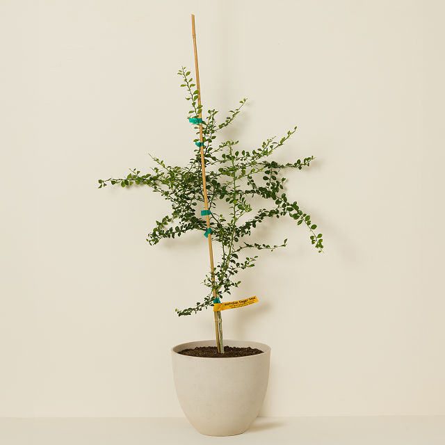 Lime Caviar Tree