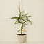 Lime Caviar Tree thumbnail 1