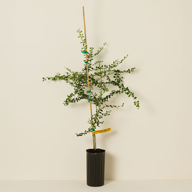 Lime Caviar Tree