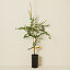 Lime Caviar Tree thumbnail 2