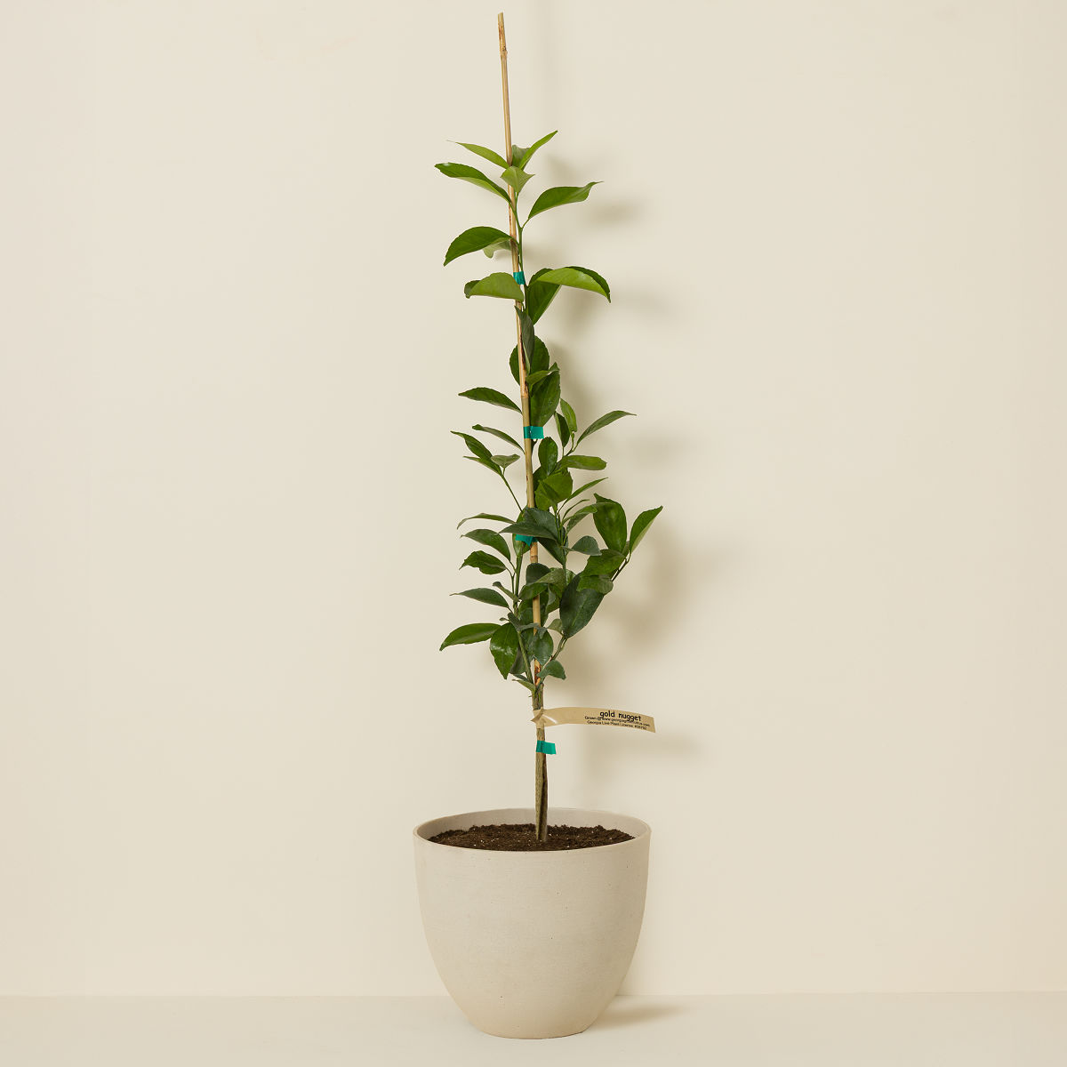 Gold Nugget Mandarin Tree