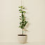 Gold Nugget Mandarin Tree thumbnail 1