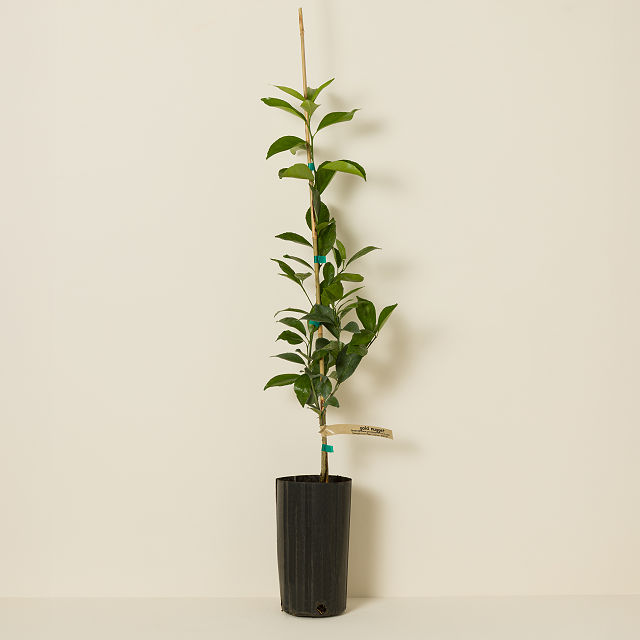 Gold Nugget Mandarin Tree