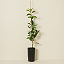 Gold Nugget Mandarin Tree thumbnail 2