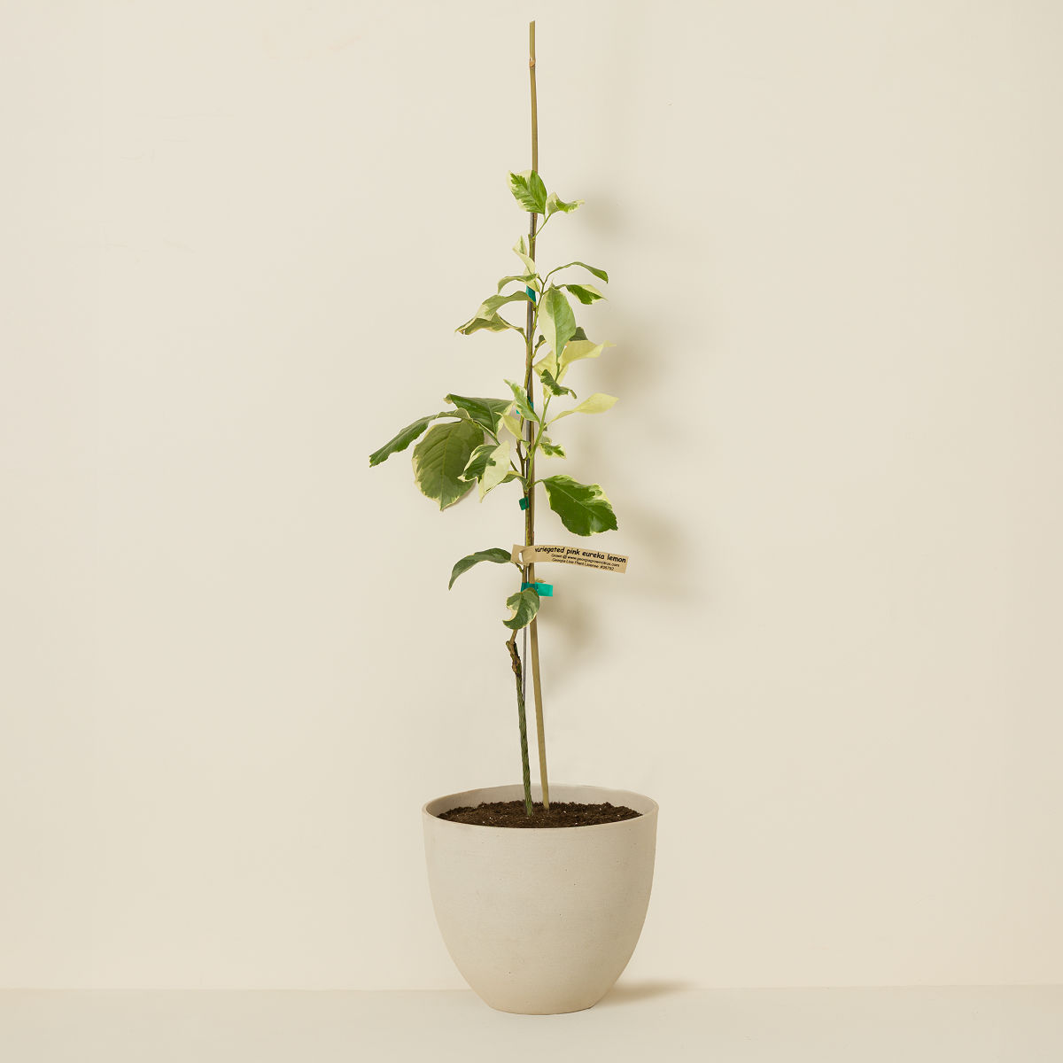 Pink Variegated Lemon Tree