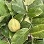 Pink Variegated Lemon Tree thumbnail 2