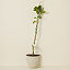 Buddha's Hand Tree thumbnail 1