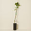 Buddha's Hand Tree thumbnail 2