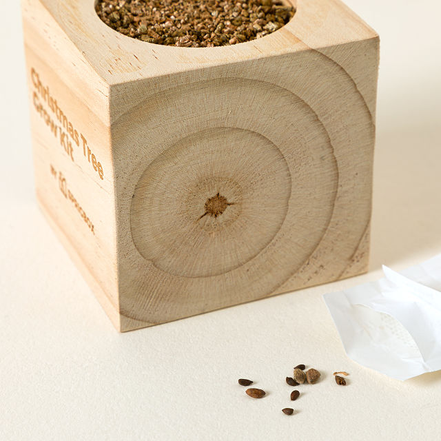 Mini Christmas Tree Grow Kit