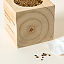 Mini Christmas Tree Grow Kit thumbnail 2
