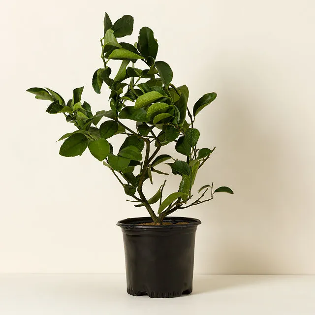 Grow Anywhere Persian Lime Tree