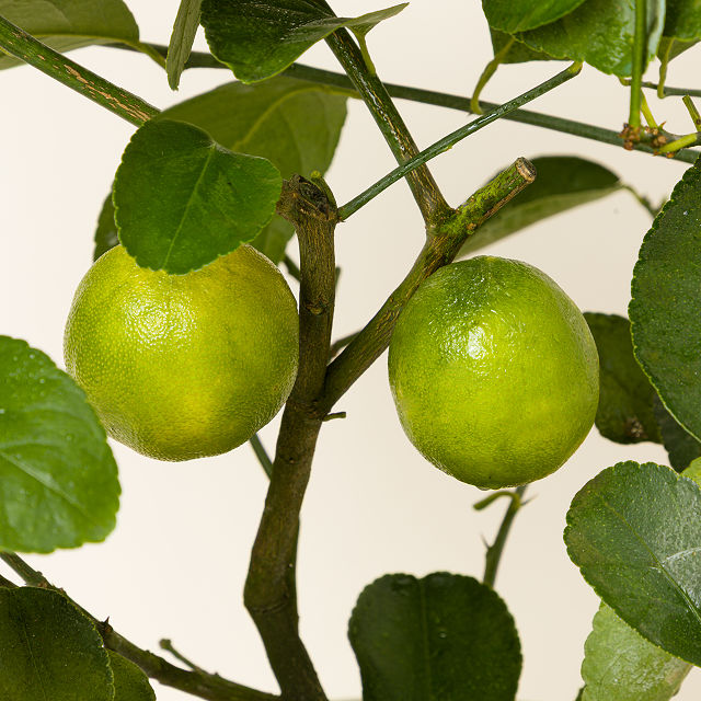 Grow Anywhere Persian Lime Tree