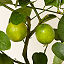 Grow Anywhere Persian Lime Tree thumbnail 2