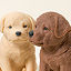 Handmade Labrador Lover&#8217;s Soap thumbnail 2