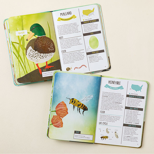 Kid's Guides to Backyard Birds & Bugs Set