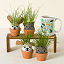 It&#8217;s Sprouting Cats & Dogs, 2 Grow Kits thumbnail 1
