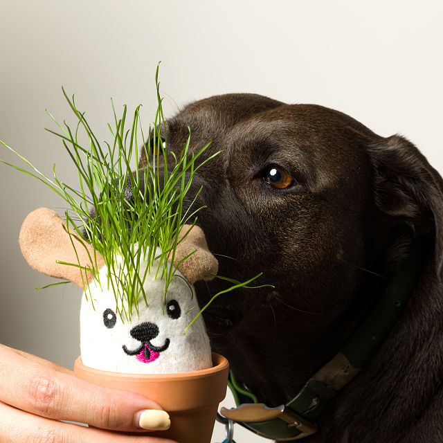 It&#8217;s Sprouting Cats & Dogs, 2 Grow Kits