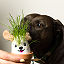 It&#8217;s Sprouting Cats & Dogs, 2 Grow Kits thumbnail 2