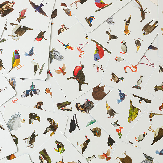Race to Spot the Birds Family Card Game