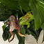 Lucky&#160;Leaping Frog Copper Garden Stakes thumbnail 1