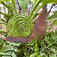 Enamel Copper Snail Garden Stakes thumbnail 2