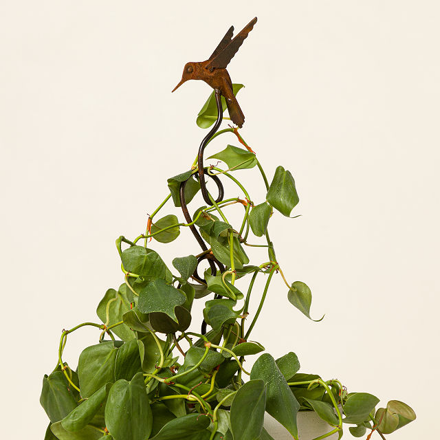 Hummingbird Climbing Stake