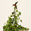 Hummingbird Climbing Stake thumbnail 1