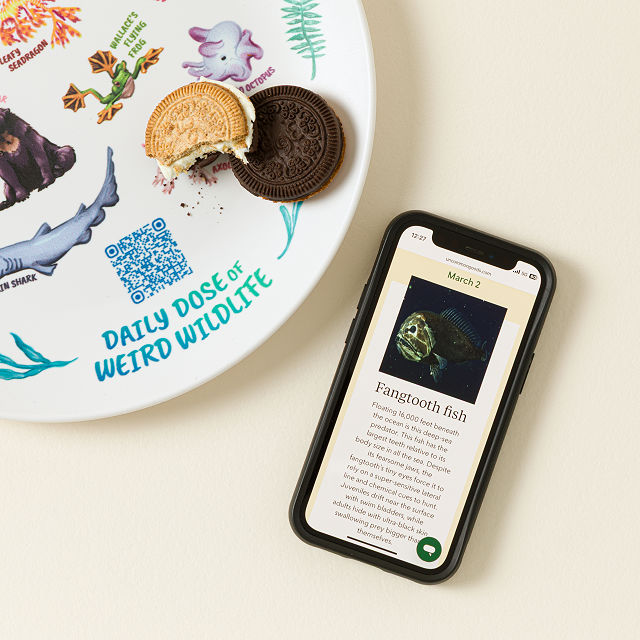 Weird Animal Fact Everyday QR Kids Plate