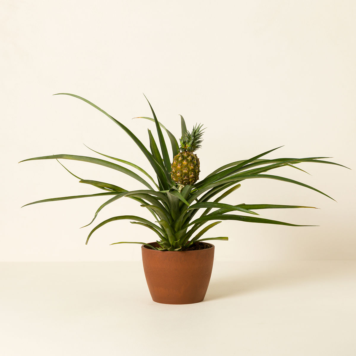 Uncommon Goods | Pineapple Bromeliad Plant | Pineapple Bromeliad Plant
