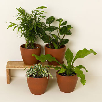 Pet Friendly Plant Bundle