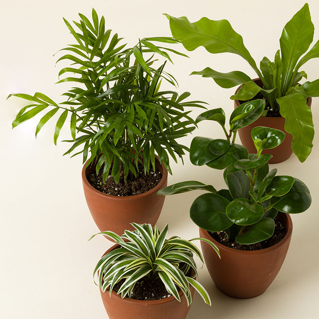 Pet Friendly Plant Bundle