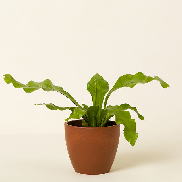 Pet Friendly Plant Bundle