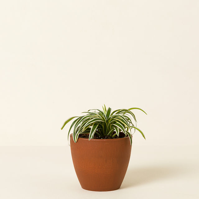 Pet Friendly Plant Bundle